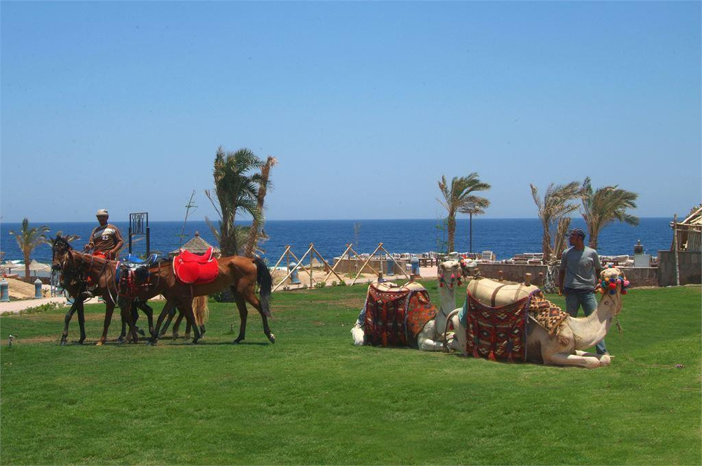 DREAMS BEACH RESORT MARSA ALAM — фото 10