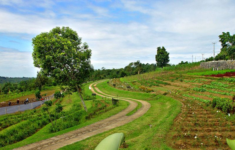BAGUS AGRO PELAGA — фото 11
