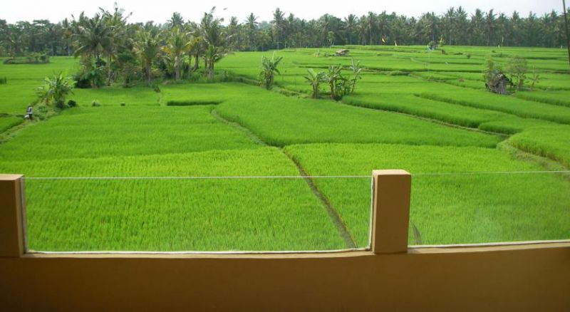 GREEN FIELD — фото 16