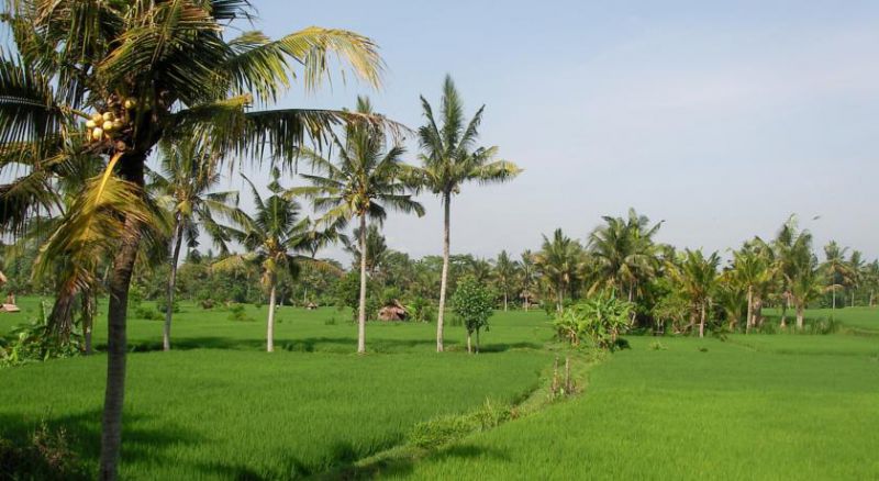 GREEN FIELD — фото 17