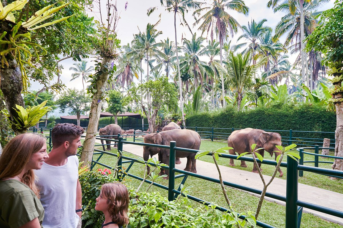 MASON ELEPHANT PARK AND LODGE — фото 2