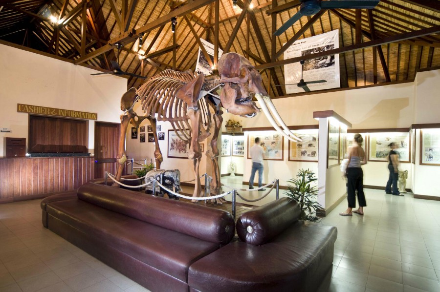 MASON ELEPHANT PARK AND LODGE — фото 5