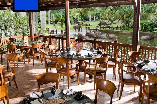 MASON ELEPHANT PARK AND LODGE — фото 15