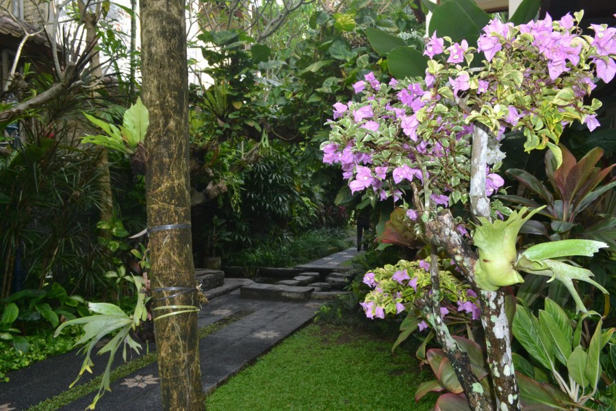 TAMAN AYU — фото 16