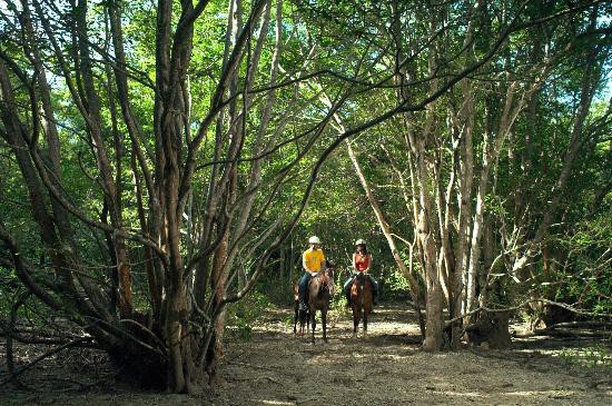 THE MENJANGAN AT WEST BALI NATIONAL PARK — фото 11