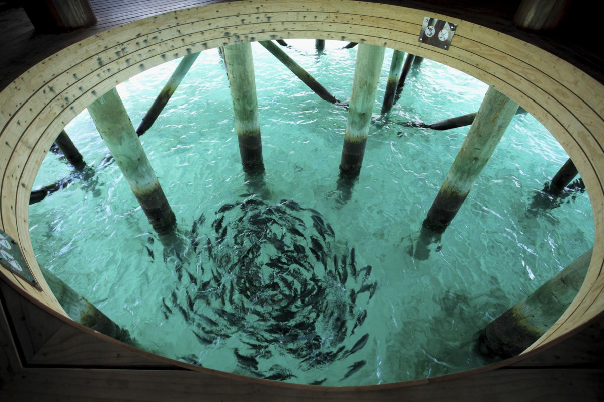 CENTARA RAS FUSHI RESORT&SPA — фото 14