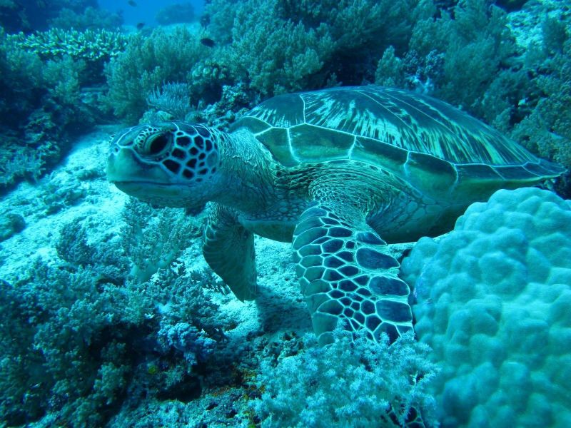 BALICASAG ISLAND DIVE RESORT — фото 9