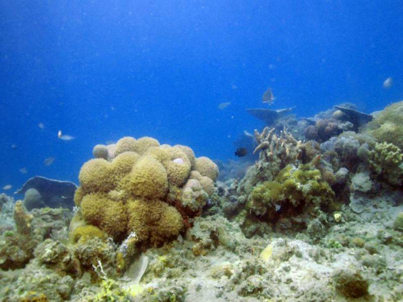 CORON UNDERWATER GARDEN RESORT — фото 8