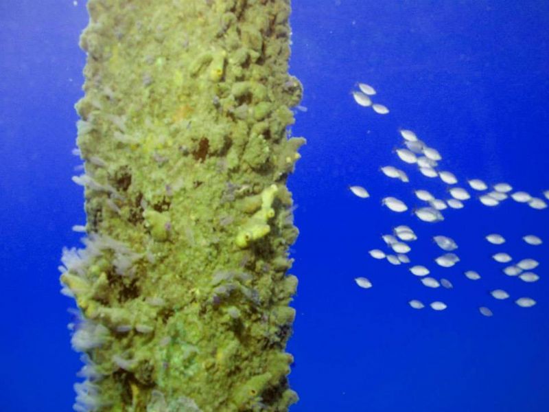 CORON UNDERWATER GARDEN RESORT — фото 9