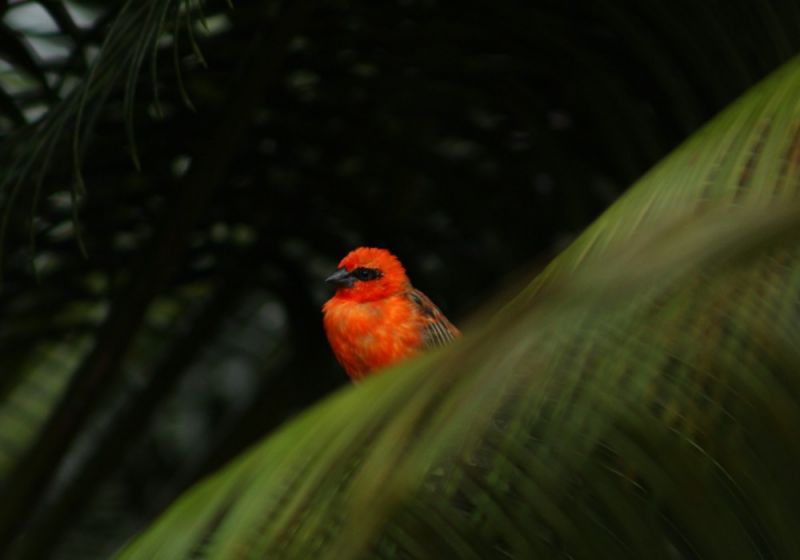 HELICONIA GROVE — фото 18