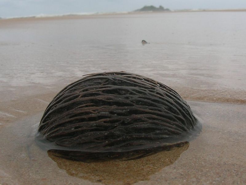 SAGARIKA BEACH HOTEL — фото 4