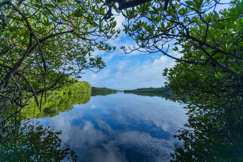 THE MANGROVE CAVE HOTEL — фото 10