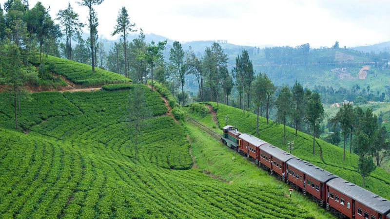 CEYLON TEA TRAILS — фото 7