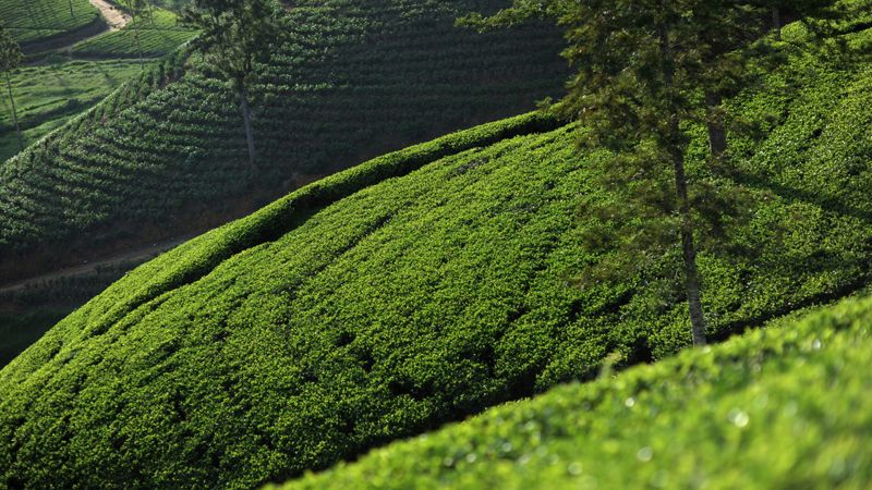 CEYLON TEA TRAILS — фото 9