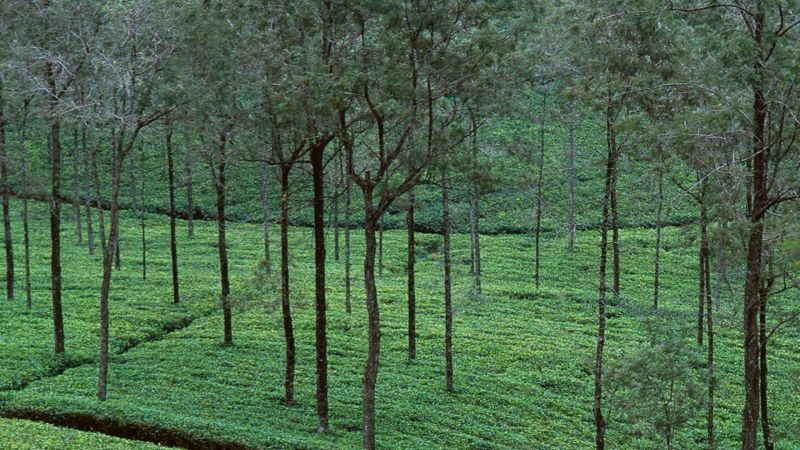 CEYLON TEA TRAILS — фото 11