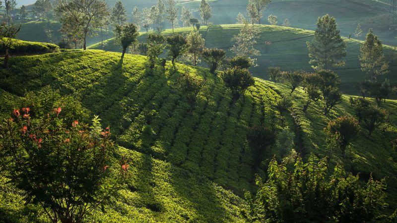 CEYLON TEA TRAILS — фото 14