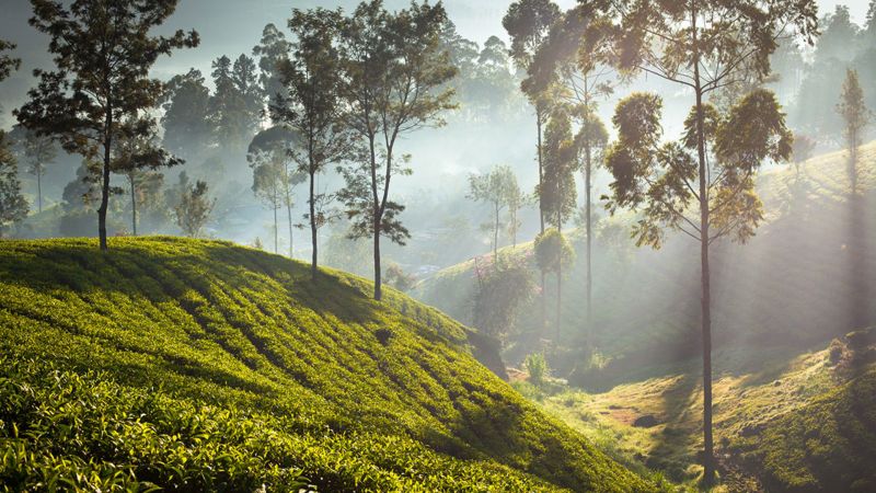 CEYLON TEA TRAILS — фото 15