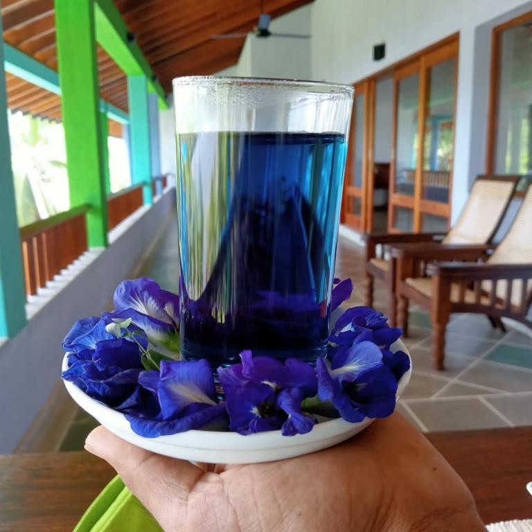 ATULYA VILLAS MIRISSA LAKE VIEW — фото 15