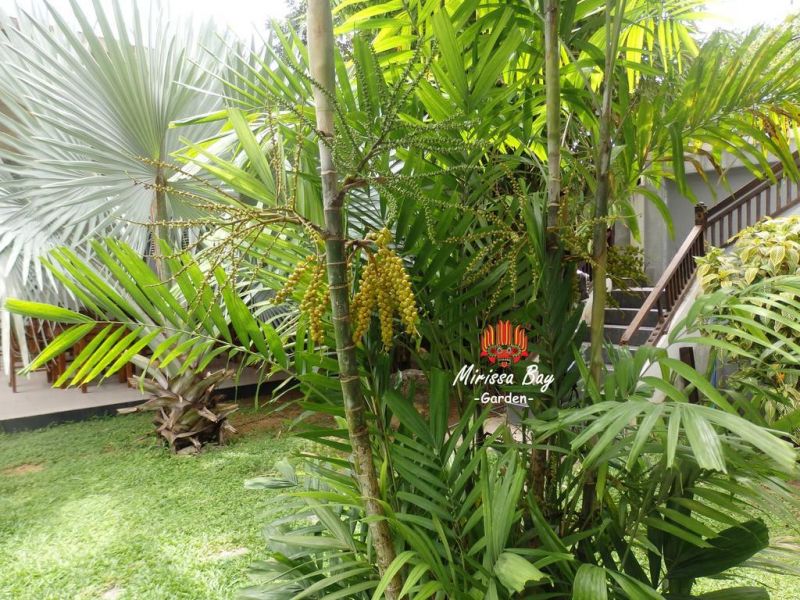 MIRISSA BAY GARDENS — фото 18