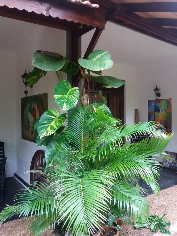 PEACOCK WINGS GUEST HOUSE — фото 18
