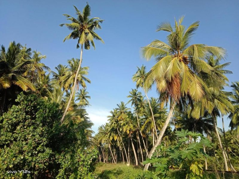 RAVINVILLA HABARADUWA — фото 11