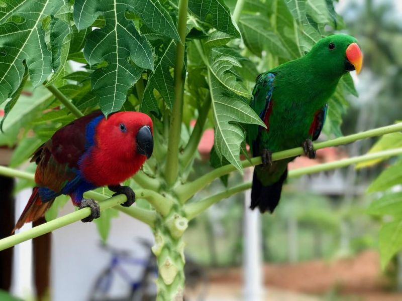 GREEN PARROT — фото 17
