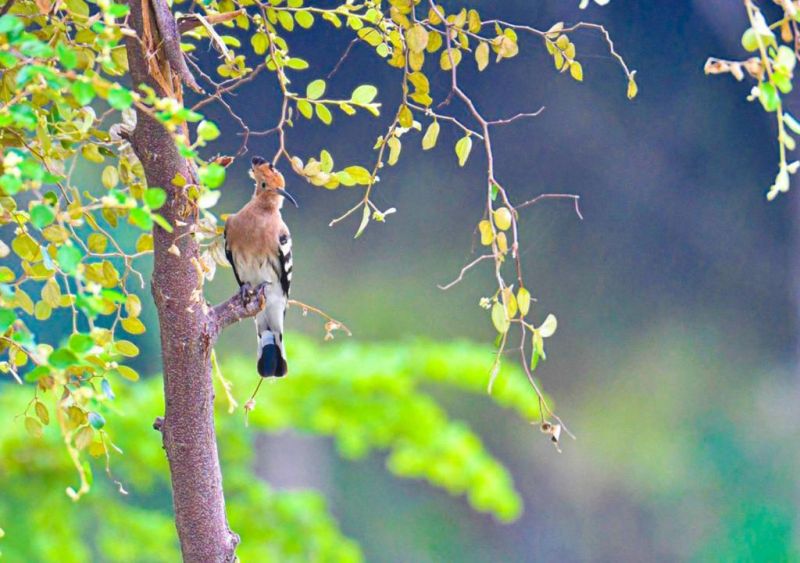 BELLEVUE BEACH NILAVELI — фото 14
