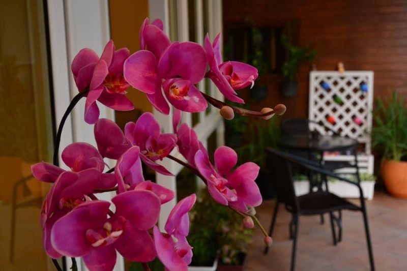 SEEDLING HOUSE — фото 16