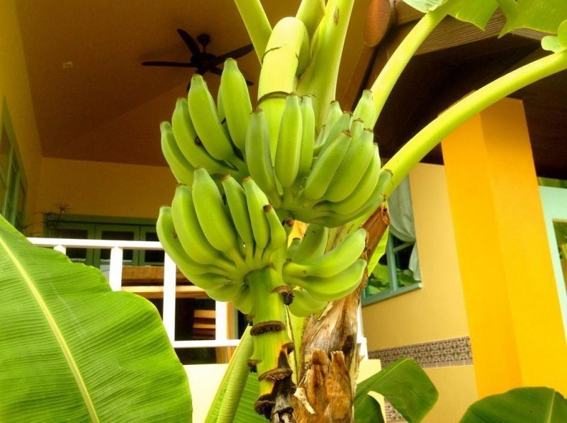 PAPAYA GARDEN VILLA — фото 12