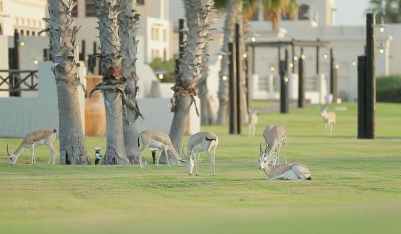 AL MAYA ISLAND & RESORT — фото 4