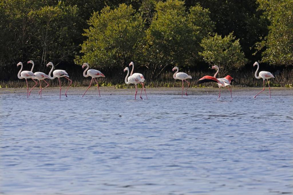 FLAMINGO BEACH RESORT BY BIN MAJID — фото 12