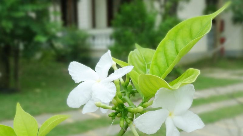 GREEN FIELD VILLAS & SPA — фото 18